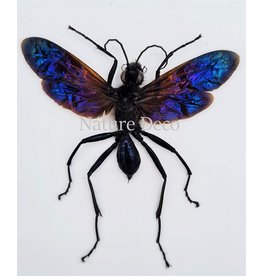 . (Un)mounted  Chalybion Californicum (mud wasp)