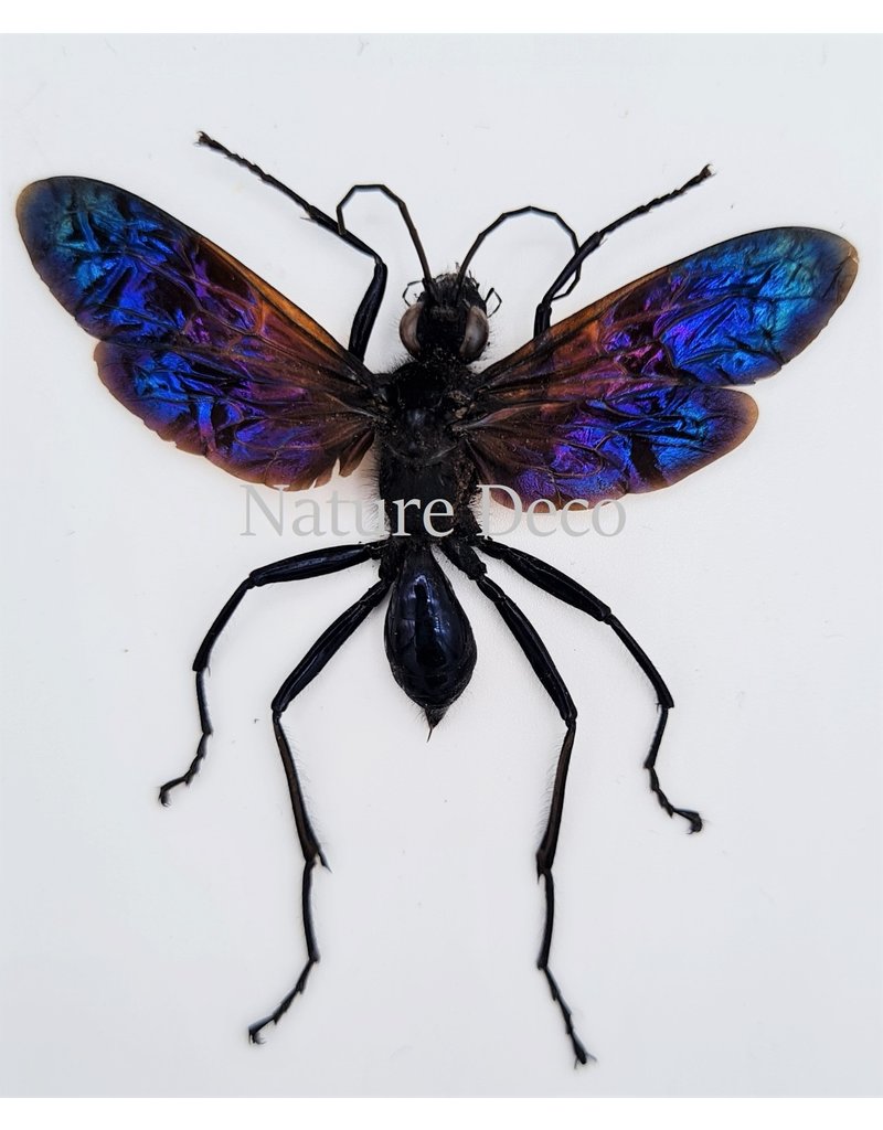 . (Un)mounted  Chalybion Californicum (mud wasp)