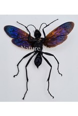 . (Un)mounted  Chalybion Californicum (mud wasp)