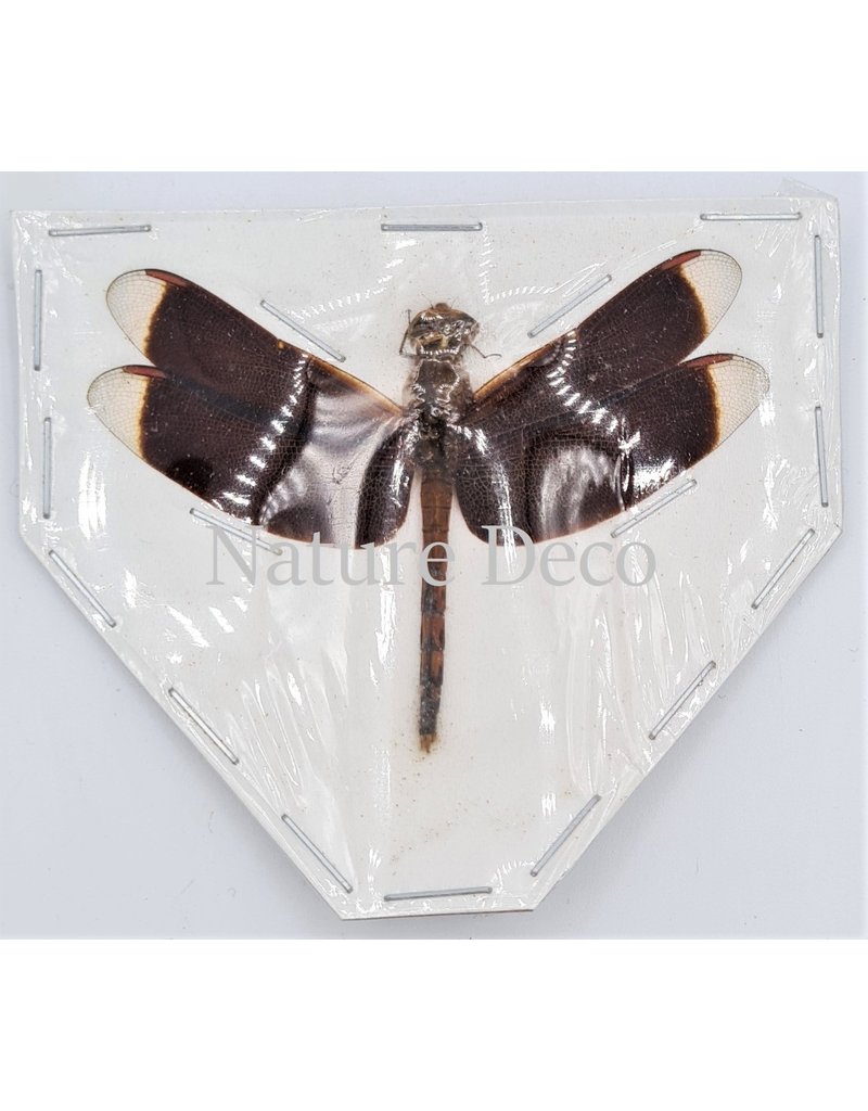 . (Un)mounted  Neurothemis Ramburii (dark form)