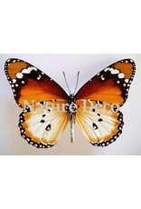 . Unmounted Danaus Chrysippus B edition