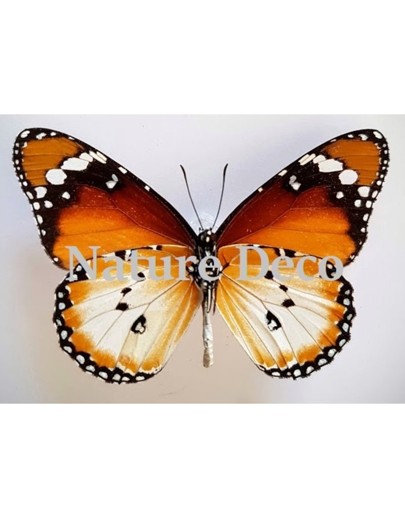 . Unmounted Danaus Chrysippus B edition