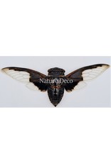 . (Un)mounted Cryptotympana aquila (cicada)