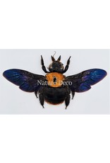 . (Un)mounted  Xylocopa species