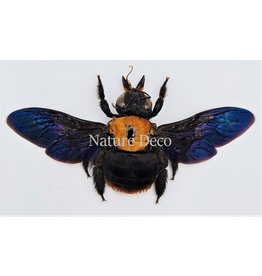 . (Un)mounted  Xylocopa species (bee)