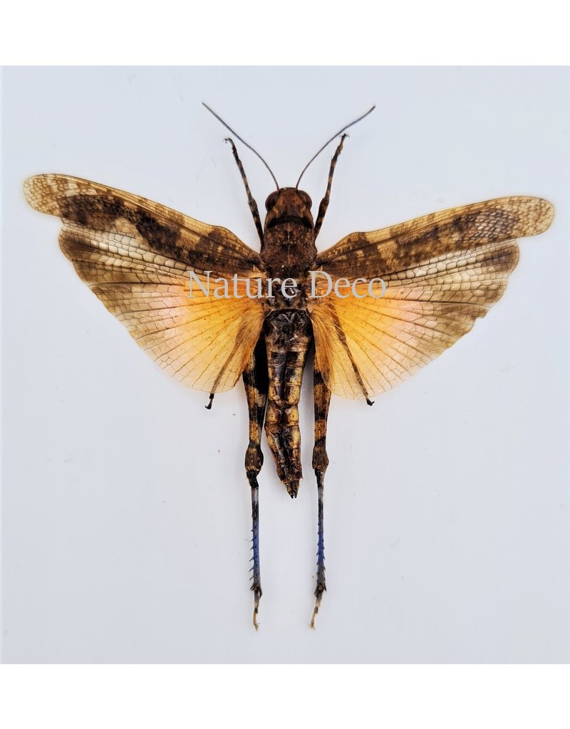 . (Un)mounted Pternoscirta Caliginosa (grasshopper)