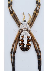 . Unmounted  Argiope Catenulata (spider)