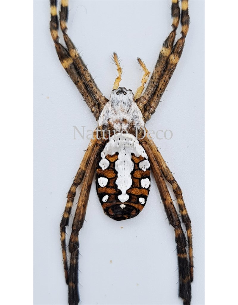 . Unmounted  Argiope Catenulata (spider)