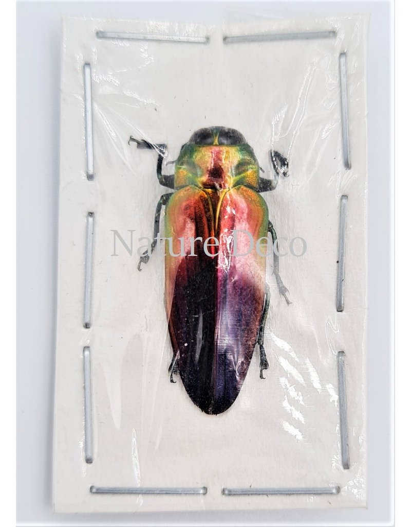 . Unmounted  Belionota Tricolor (jewelbeelte)