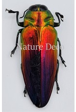 . Unmounted  Belionota Tricolor (jewelbeelte)