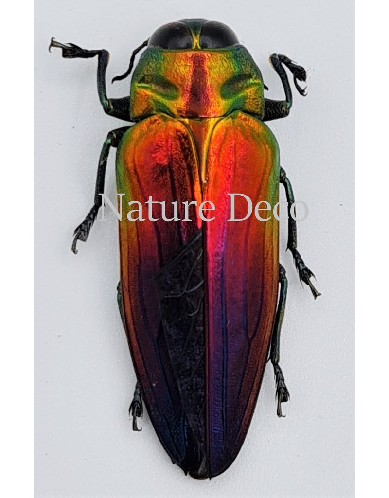 . Unmounted  Belionota Tricolor (jewelbeelte)