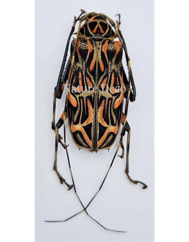 . Unmounted  Acrocinus Longimanus (harlequin longhorn beetle)