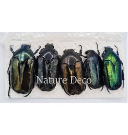 . Unmounted Cetoniidae sp 1