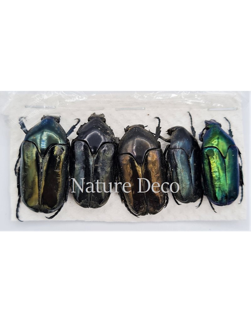 . Unmounted Cetoniidae sp 1