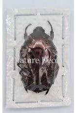 . Unmounted Cetoniidae sp 2