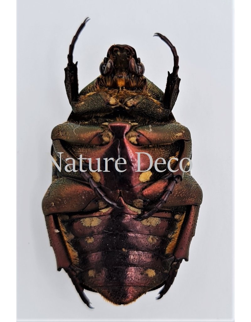 . Unmounted Cetoniidae sp 2