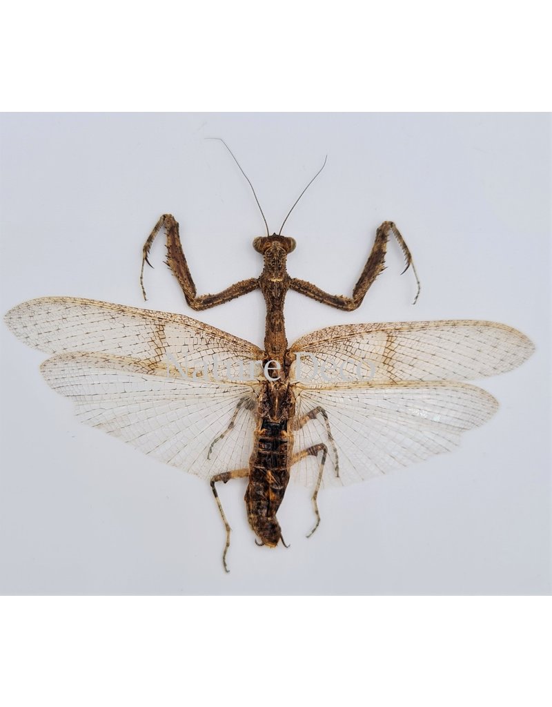 . (Un)mounted Mantidae sp.
