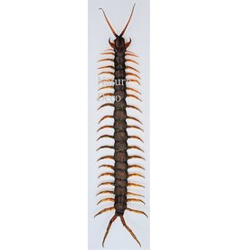 . (Un)mounted  Scolopendrida Java (centipede)