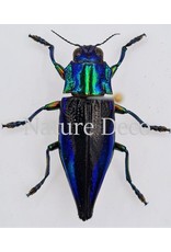 . Unmounted Cyphogastra Calepyga