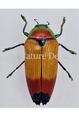 . Unmounted  Metaxymorpha Apicalis