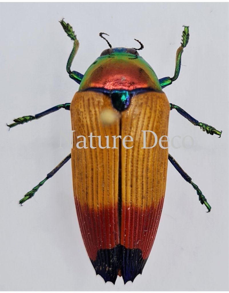 . Unmounted  Metaxymorpha Apicalis