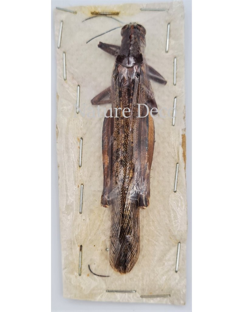 . Unmounted Orthoptera sp.