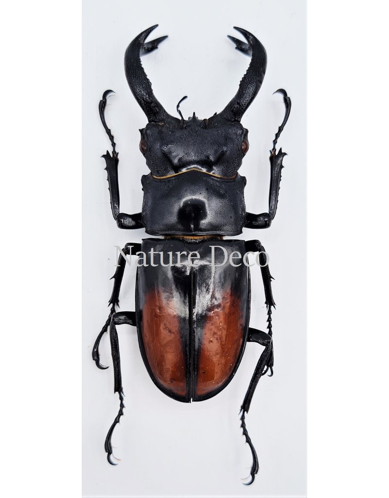 . Unmounted Hexarthrius Parryi Paradoxus