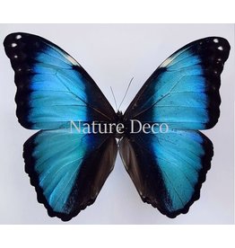 . Ongeprepareerde Morpho Deidamia