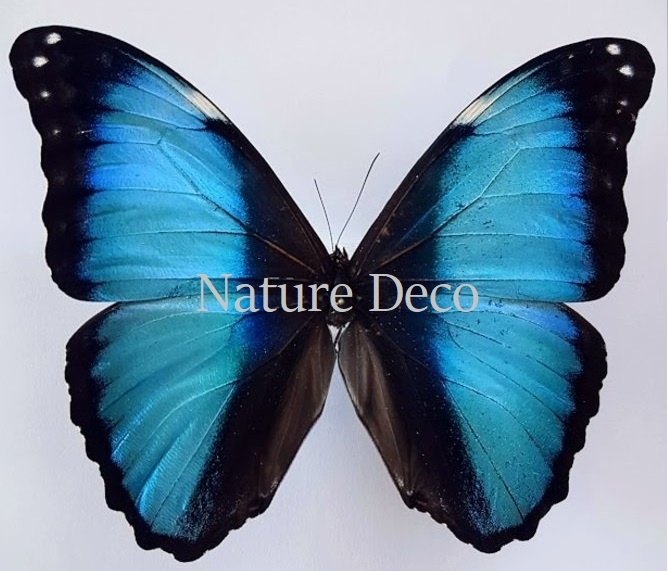 Morpho様 Unmounted Morpho Deidamia Neoptolemus - Nature Deco
