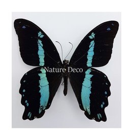 . Unmounted Papilio Nireus
