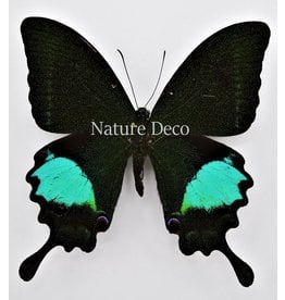 . Unmounted Papilio Paris