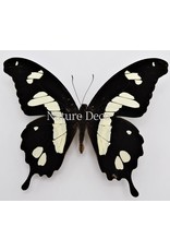 . Unmounted Papilio Hesperus