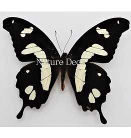 . Ongeprepareerde Papilio Hesperus