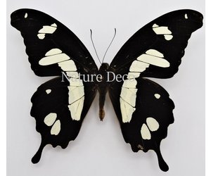 ANCIEN CADRE PAPILLON Butterfly Golden Birdwing Thailand Deco