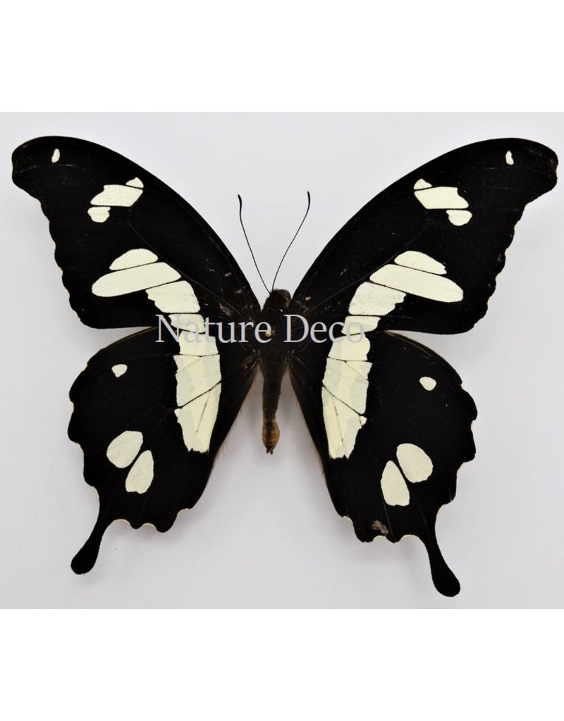 . Ongeprepareerde Papilio Hesperus