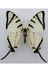 . Unmounted  Graphium Agetes