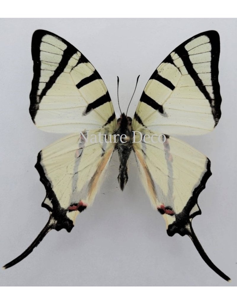 . Unmounted  Graphium Agetes