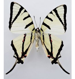 . Ongeprepareerde Graphium Agetes