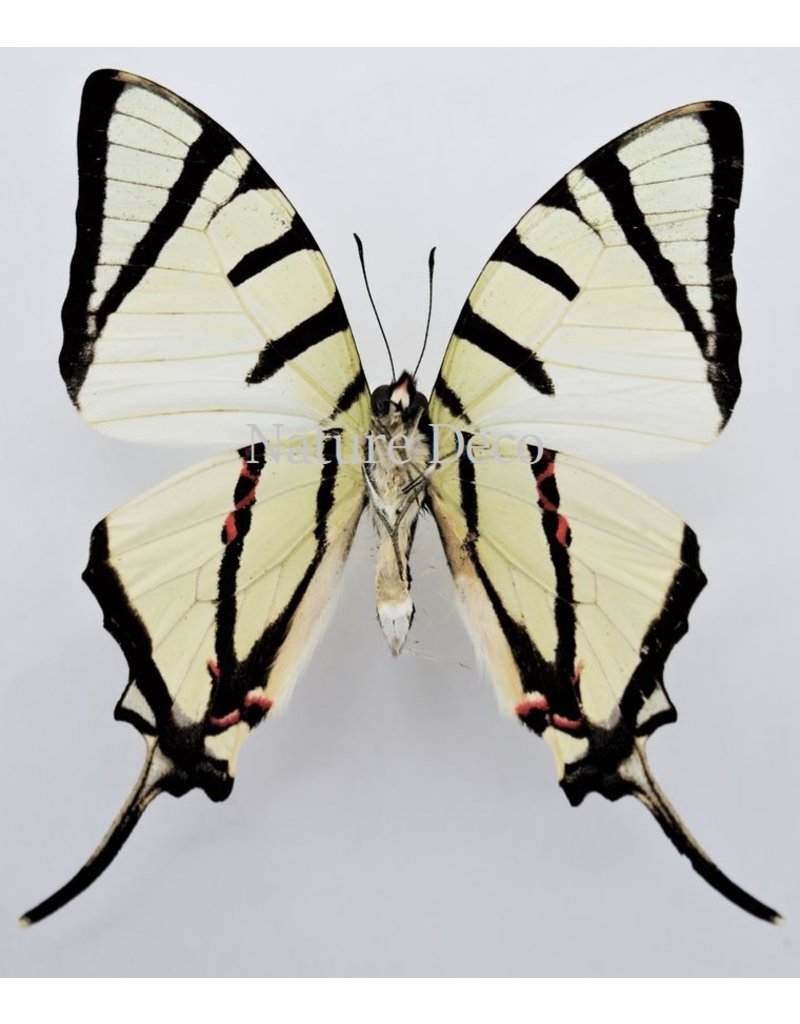 . Unmounted  Graphium Agetes