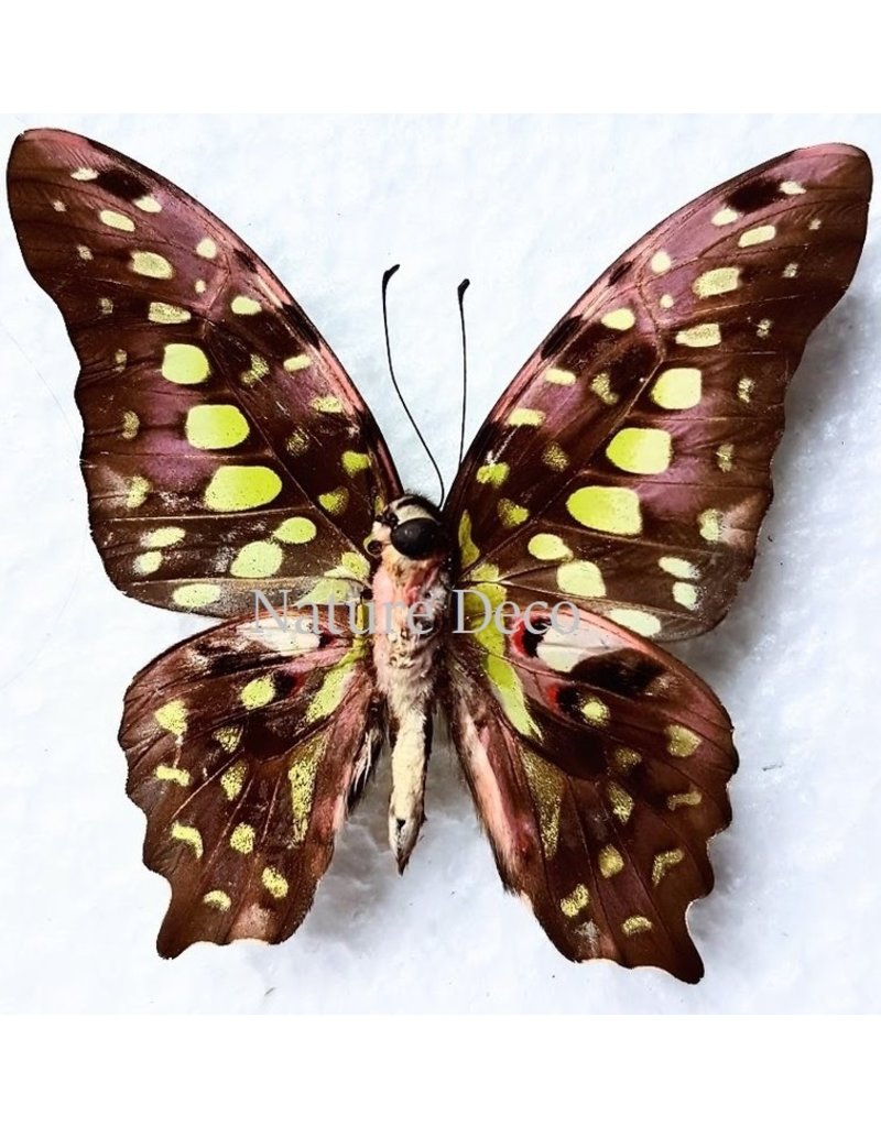 . Unmounted Graphium Agamemnon