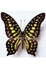 . Unmounted Graphium Agamemnon