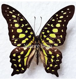 . Unmounted Graphium Agamemnon