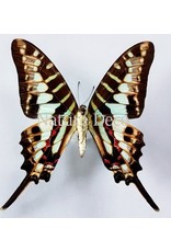 . Ongeprepareerde Graphium Policenes