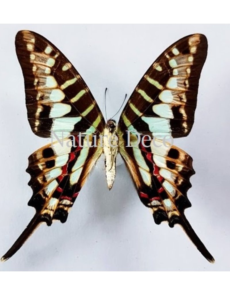 . Ongeprepareerde Graphium Policenes