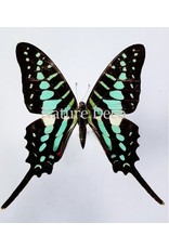 . Unmounted Graphium Policenes