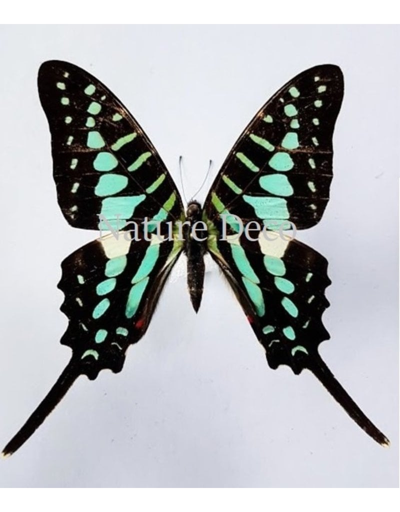 . Unmounted Graphium Policenes