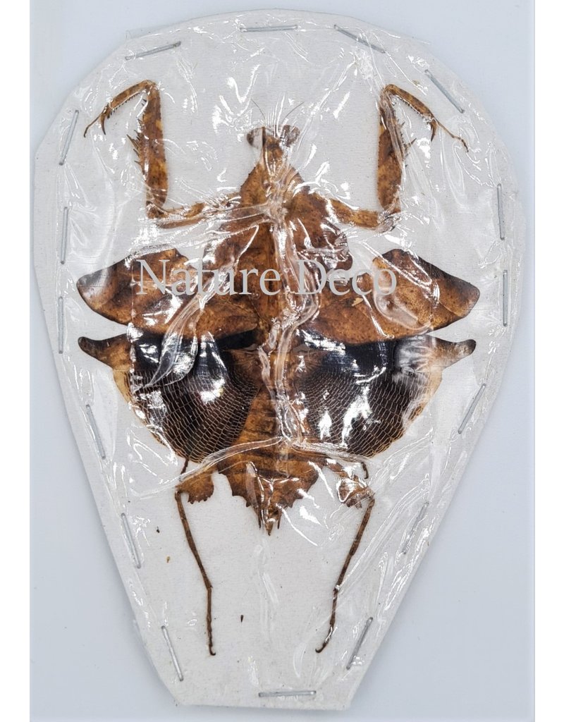 . (Un)mounted Deroplatys Lobata