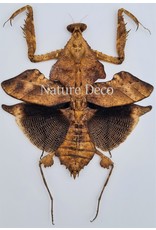 . (Un)mounted Deroplatys Lobata