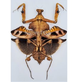 . (Un)mounted Deroplatys Lobata