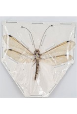 . (Un)mounted Neuroptera sp. (doodlebug)